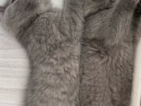 Kaliteli sağlıklı british shorthair yavrular