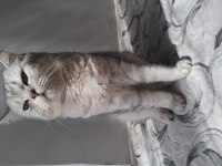 British shorthair yavrumuza ömürlük yuva arıyoruz