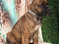 Fcı-Kıf Secereli Safkan Cane Corso Yavrularımız