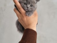 Safkan scottish fold bebeklerim