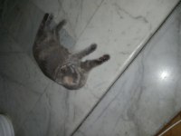Sahiplenilme 1 yaşında scottish fold