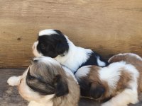 SHİH TZU KÖPEKLER