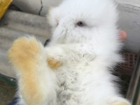 Safkan hollanda lop tavşanı bebekler