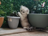 British longhair bal kız