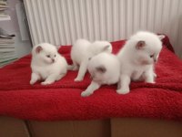 British shorthair dişi yavru