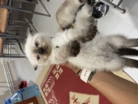 British yavru kedi