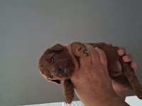 Mersin lokumu poodle yavrular bunlar