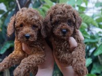 Toy poodle yavrularımız