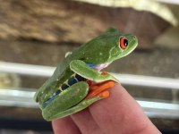 Kırmızı Gözlü Ağaç Kurbağası (Red Eye Tree Frog)