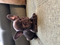 BLUE FRENCH BULLDOG YAVRULAR