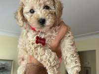 Toy poodle yavrularımız