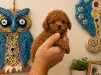 Sağlıklı Aşılı Safkan Red Toy ve Micro Poodle Yavru