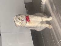 Erkek Scottish Fold Kedisi