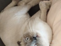 Scottish fold kedimiz Mia yeni yuvasını arıyor