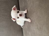 Yavru Chihuahua Köpekler