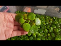 Amazon Frogbit Su Üstü Bitkisi