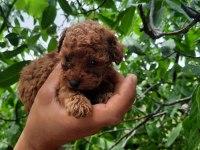 Tatlı Irk Garantili Korekan Poodle Yavrularımız