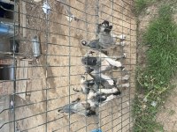 KANGALLARIM YENİ FİYATLAR ÇOK ÖZEL