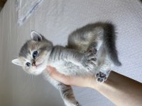 British shorthair oyuncu bebekler