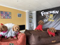 KAR BEYAZ MALTESE YAVRULAR TOY POODLE YAVRULAR ANKARA 