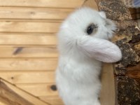 Hollanda teddy lop tavşanları