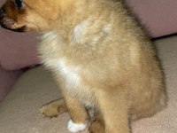 Pomeranian bebek