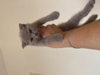 Uysal scottish fold kızımız
