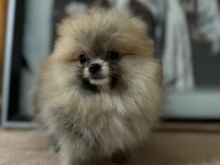 Sağlık ve ırk garantili pomeranian boo yavrularımız 