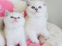 Maviş Ns1133 British Shorthair Bebeklerim