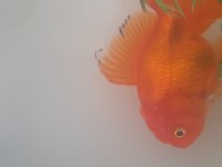 Satılık Oranda sağlıklı