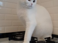 2 yaşında scottish fold oğlum
