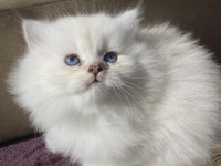 British Longhair Yavrular 50 Günlük