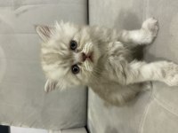 British longhair 43 günlük yavru kedimiz