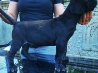 Çipli ve şecereli cane corso yavrularımız