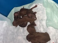 POODLE EVİMİZİN NEŞELERİ SİZE NEŞE KATMAK İÇİN HAZIRLAR