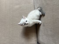 ÇOK GÜZEL BLUE POİNT YAVRU KEDİLER