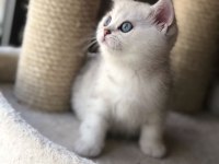 VETERİNER KLİNİĞİNDE TESLİM BRİTİSH BEBEKLER
