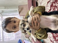 Uygun bütçeli chihuahua yavruları