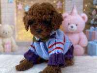 Toy Poodle Yavru