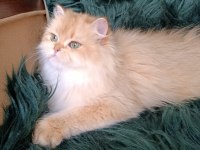 British longhair dişi