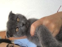 erkek kırık kulak yavru scottish fold