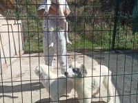DİKKAT ÇEKEN ALABAY YAVRULARI