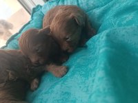 Toy poodle