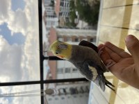 OYUN HAMURU SULTAN PAPAĞANI