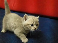 2 adet longhair kedimiz