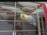 Sultan Papağanı Grey