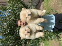 ÜST KALİTE CHOW CHOW YAVRULARIMIZ