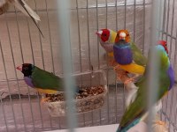 Goldian finch takım ve erkekler anaçlar