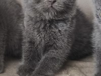 British Shorthair Yavrularım