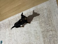 Minyatür pinscher erkek